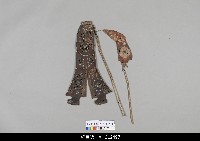 藏品(中國湖北皮影戲偶身)的圖片